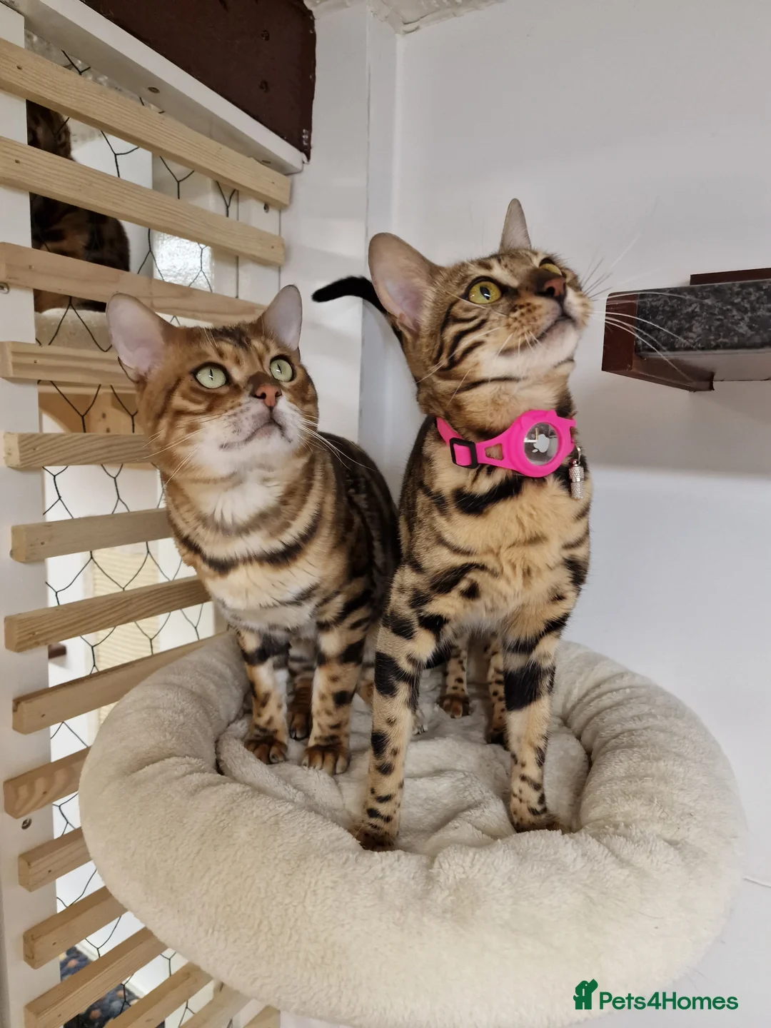 Bengal cats for stud: Bengal cat for stud, Calvin. in Peterborough - Advert 20