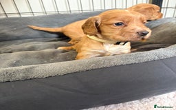 Cocker Spaniel dogs for sale: Kc reg cocker spaniels with 5 weeks insurance  - Advert 26