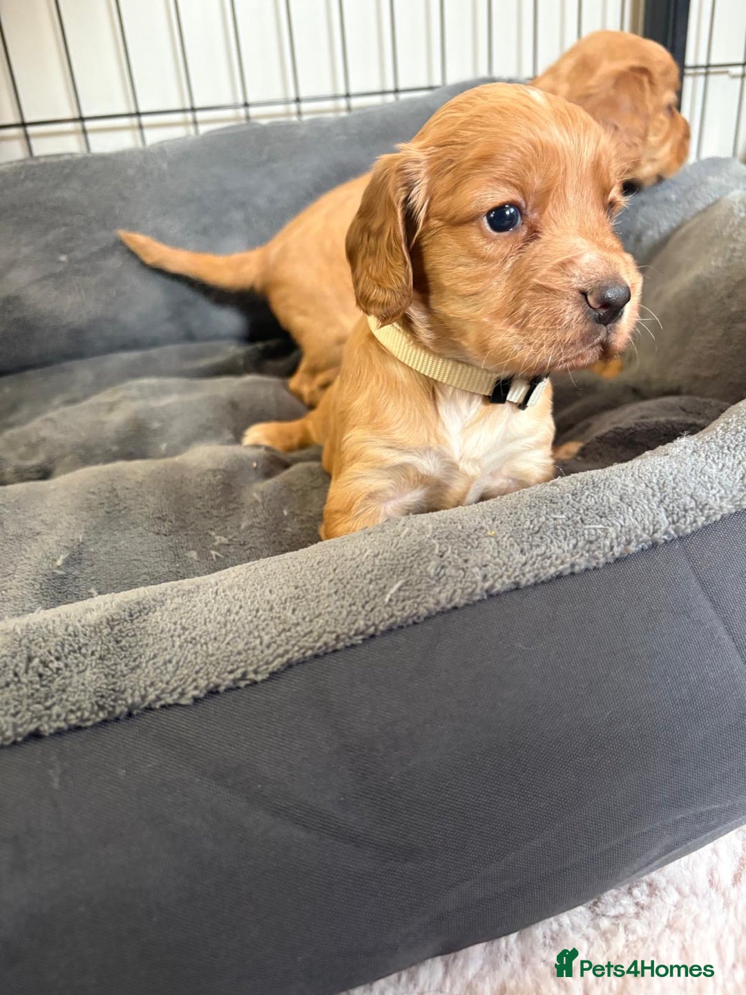 Cocker Spaniel dogs for sale: Kc reg cocker spaniels with 5 weeks insurance  - Advert 26