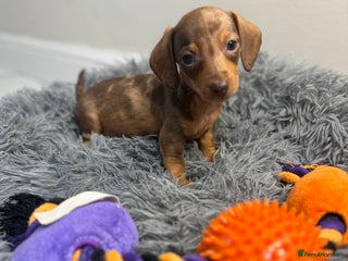 Miniature Dachshund dogs - Advert 3