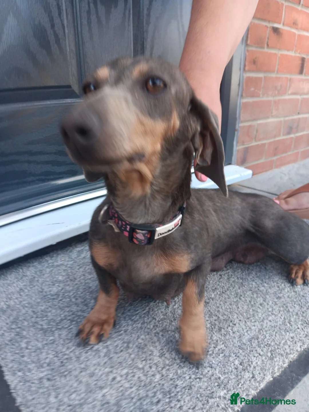 Dachshund dogs for sale: Millie and Marlo 22 months old. in Birmingham - Advert 6