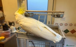 Parrots birds for sale: Sulphur-Crested Cockatoo Sweetie Pie - Image 4