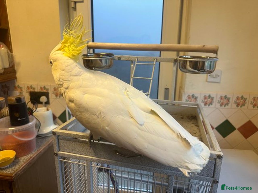 Parrots birds for sale: Sulphur-Crested Cockatoo Sweetie Pie - Image 4