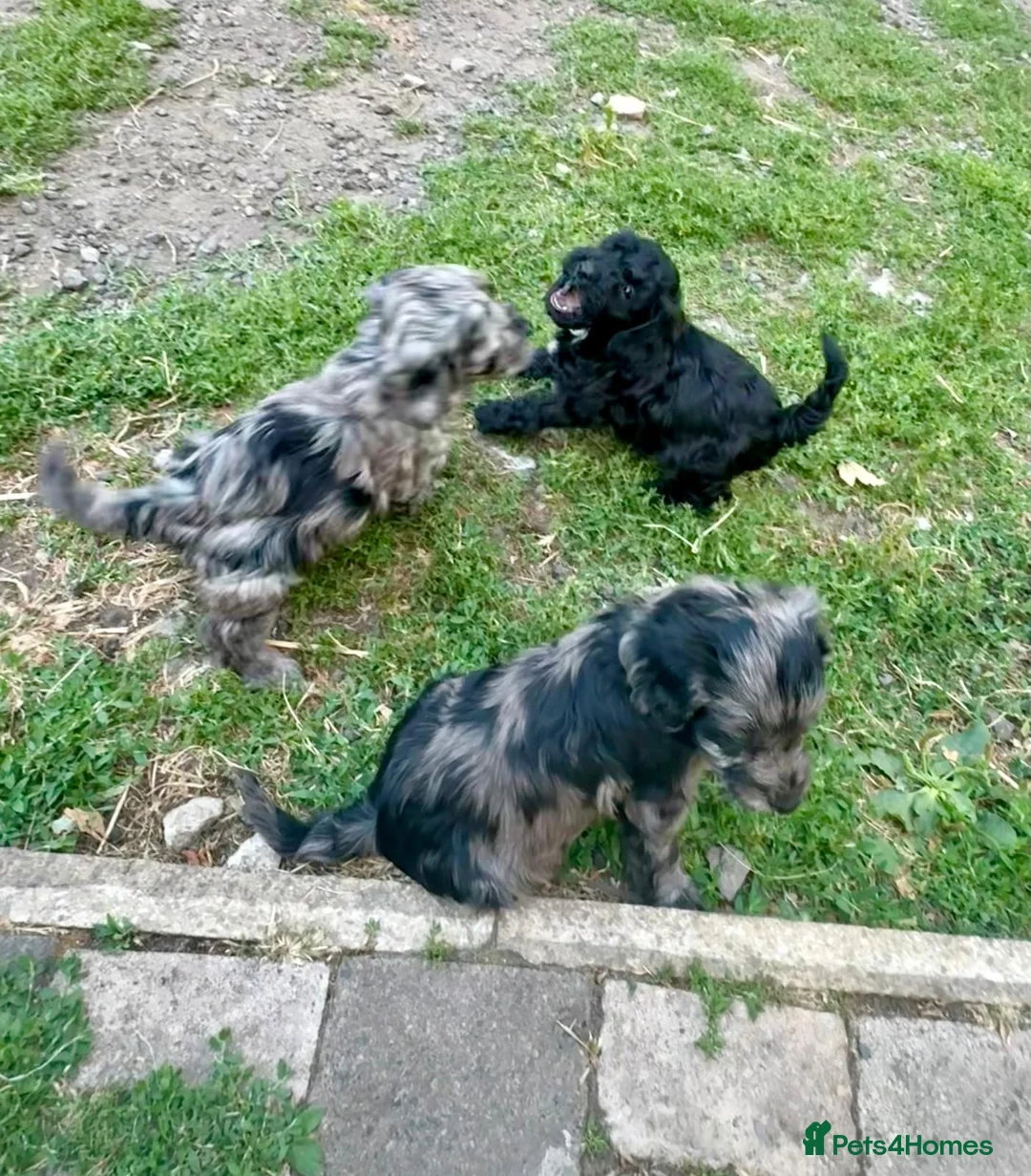 Cockapoo dogs for sale: Beautiful cockapoo pups for sale - Advert 26