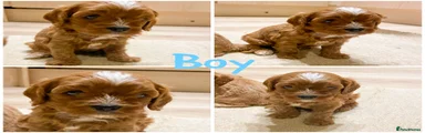 Cavapoo 1
