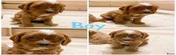 Cavapoo dogs for sale: Cavapoo pups from HEALTH TESTED KC parents in Ashford - Advert 12