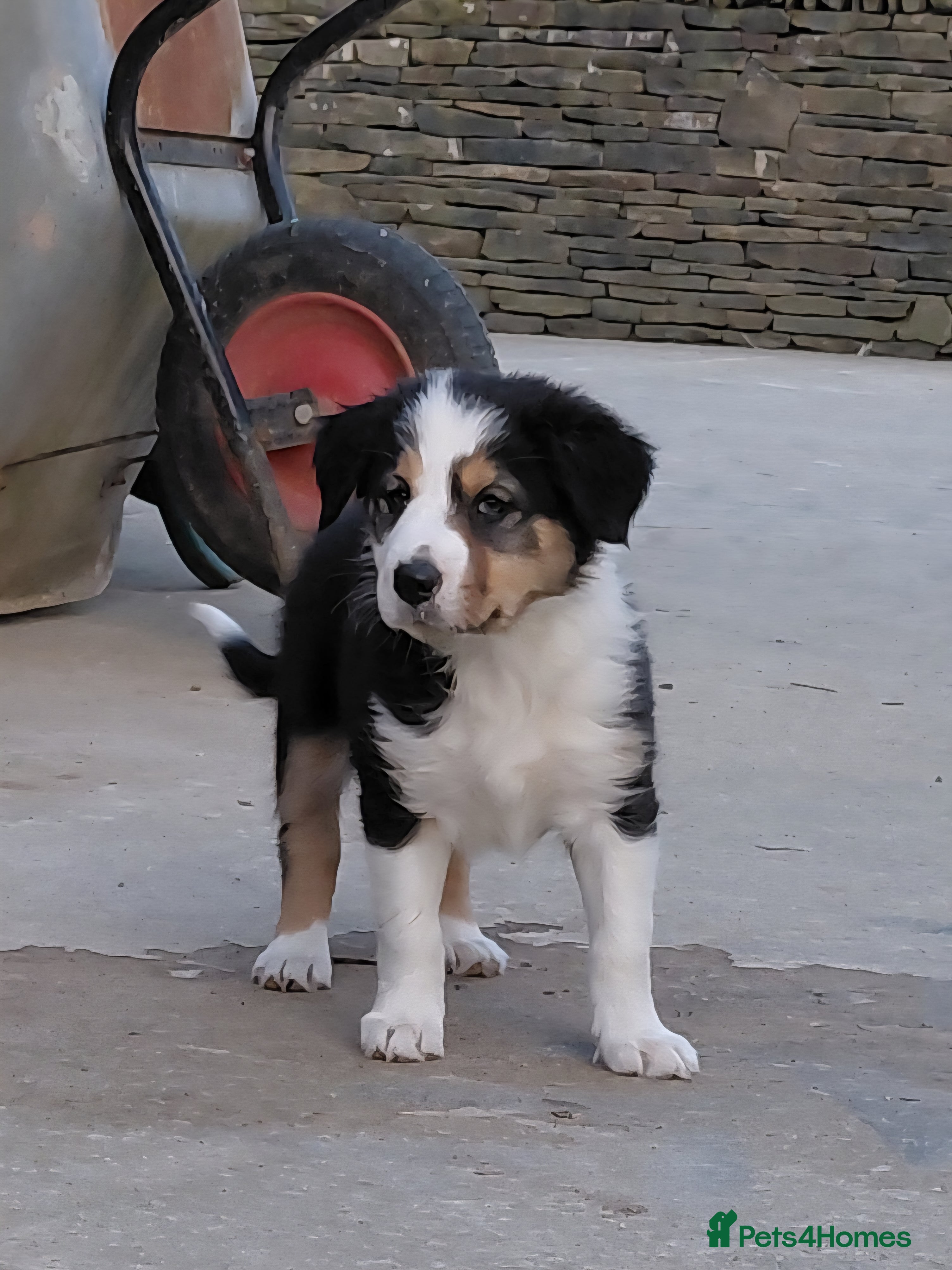 Border Collie dogs Quality farm reared border collies  - Advert 2