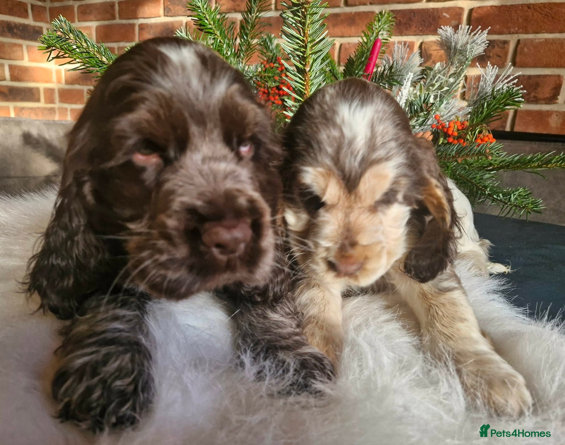 Cocker Spaniel dogs Lovely show Cocker spaniel puppies 🐶  - Advert 18