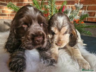 Cocker Spaniel dogs Lovely show Cocker spaniel puppies 🐶 - Advert 18