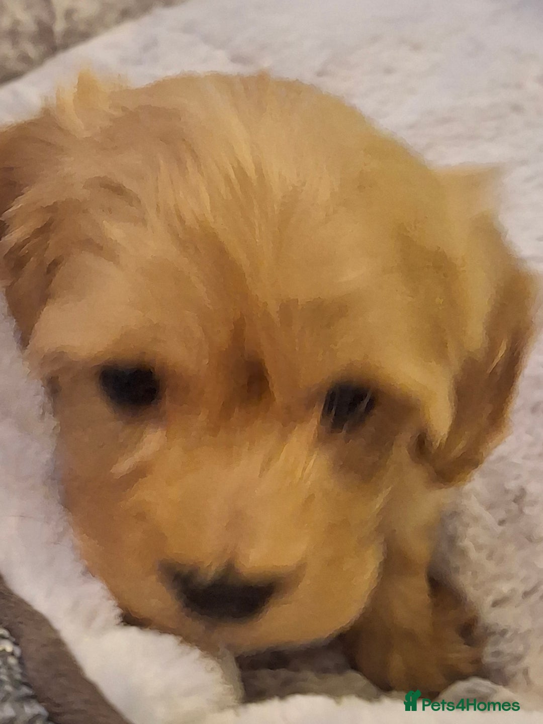 Mixed Breed dogs for sale: 6 red maltipoos - Advert 6