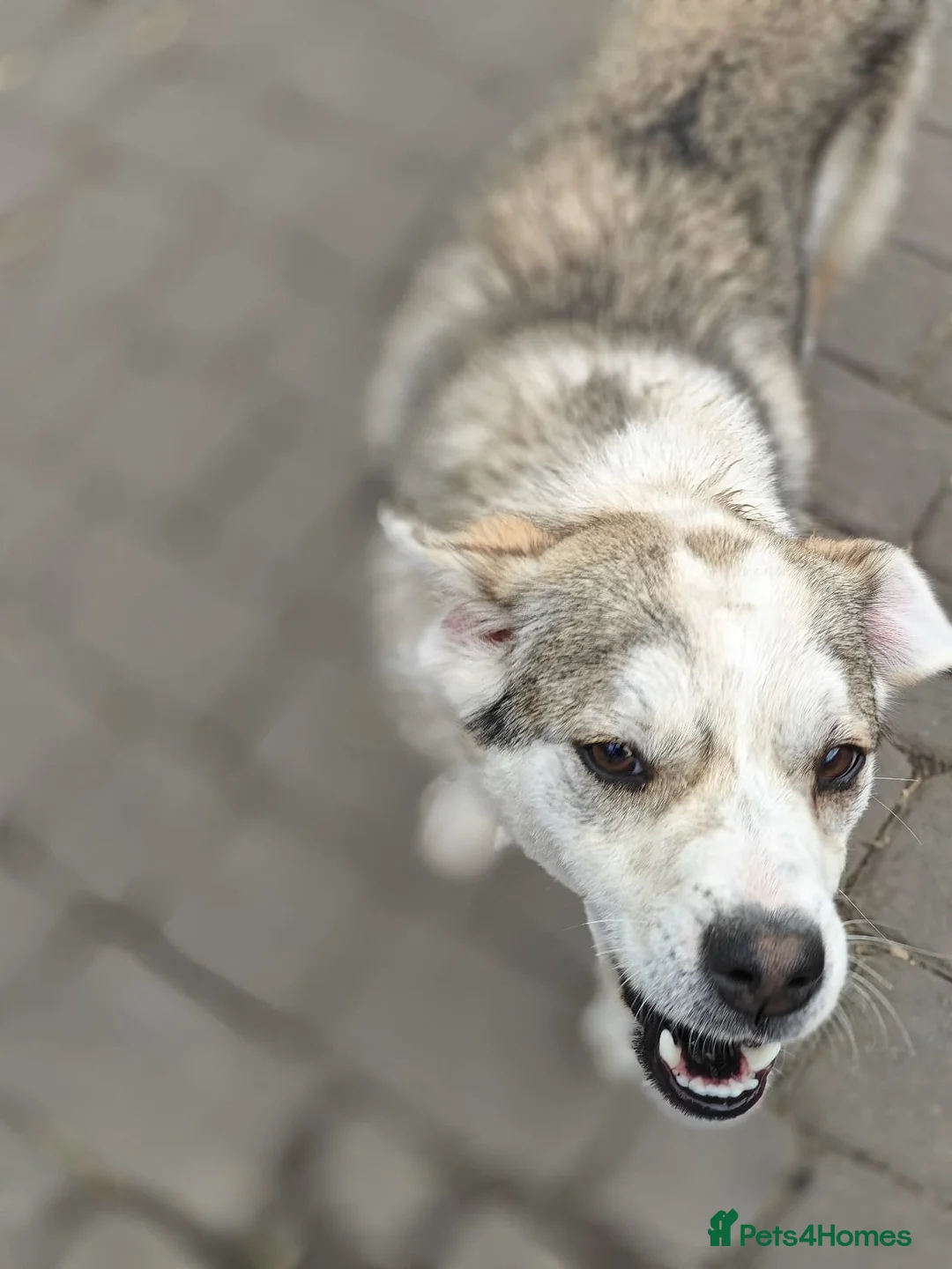 Mixed Breed dogs for adoption: ❤️GRACY❤️-a fluffy ball of joy in a small wrap  - Advert 11