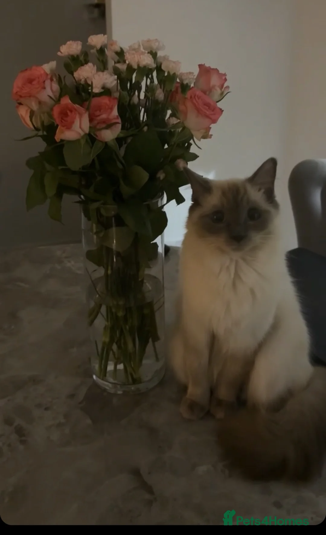 Ragdoll cats for sale: 2 little female kittens  - Advert 1
