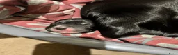 Cockerdor dogs for sale: Cockerdor Labrador Cocker spaniel puppies puppy  in Blackburn - Advert 11