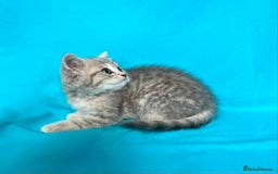 British Shorthair cats for sale: 🐾Purebred BSH kittens🐾 - Image 31