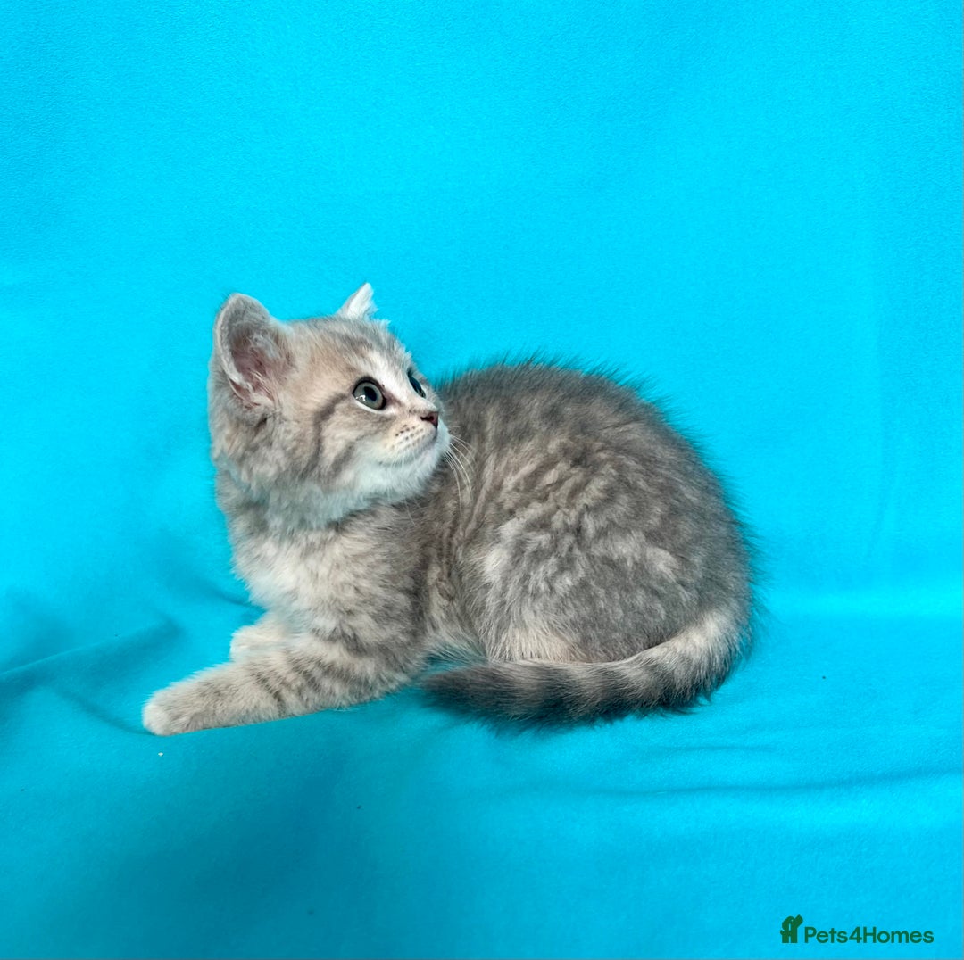 British Shorthair cats for sale: 🐾Purebred BSH kittens🐾 - Image 31