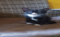 Mixed Breed cats for sale: Kittens - Image 4