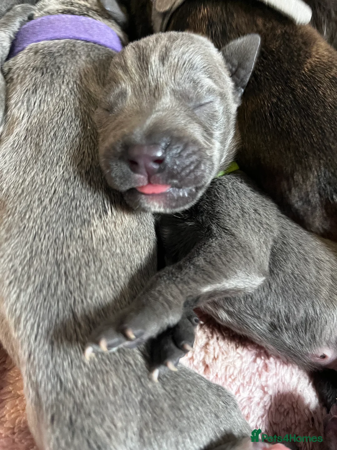 Cane Corso dogs for sale: Cane corso puppy’s  - Advert 2