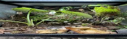 Frog reptiles for sale: Full Dart Frog Set Up With 1x Powder Blue in Newark - Advert 3