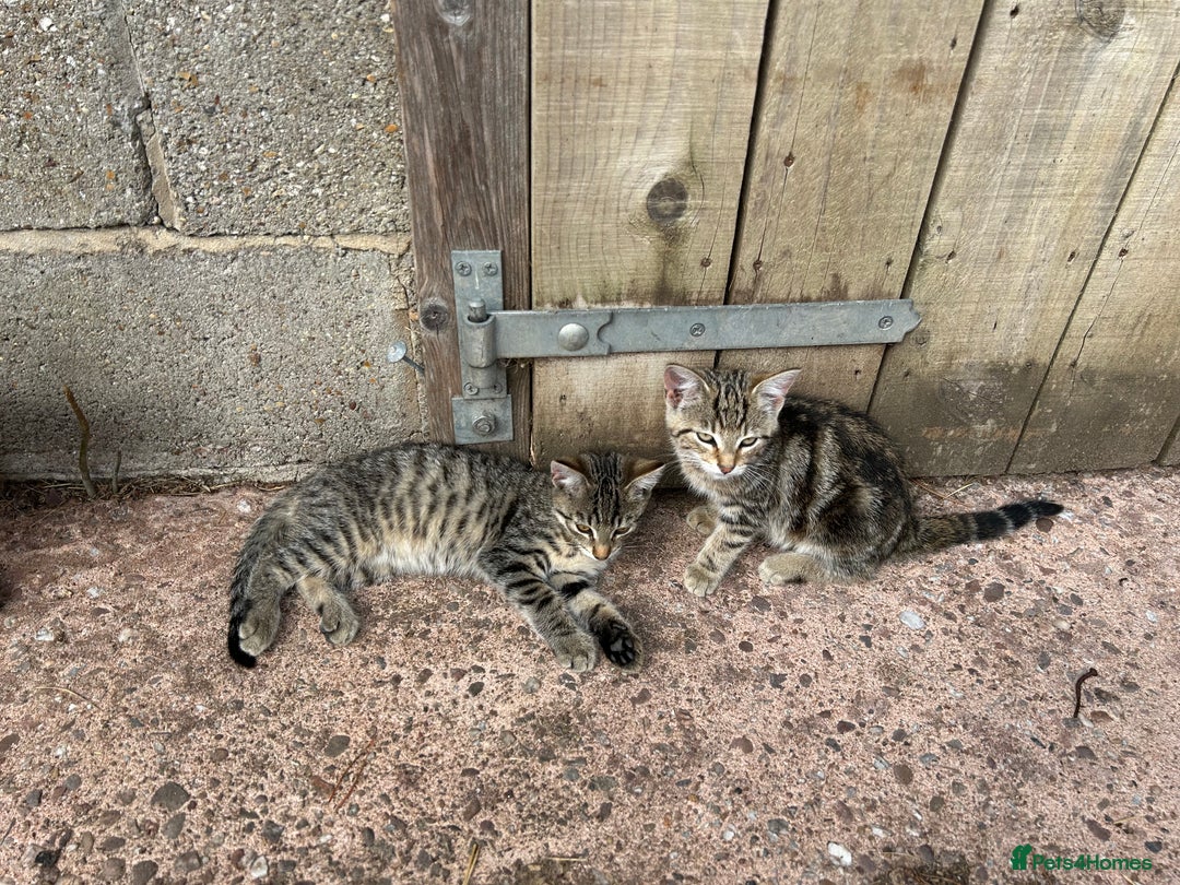 Mixed Breed cats for sale: Kittens for sale, ready now. £100 - Image 8