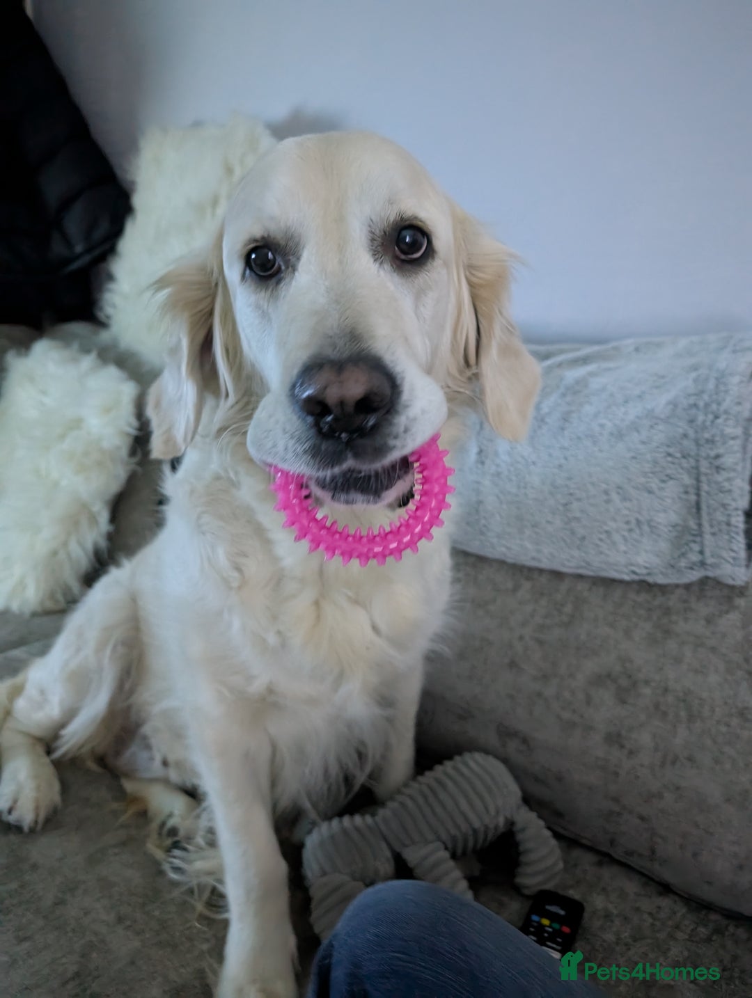 Golden Retriever dogs for sale: Beautiful white golden retriever  - Image 3