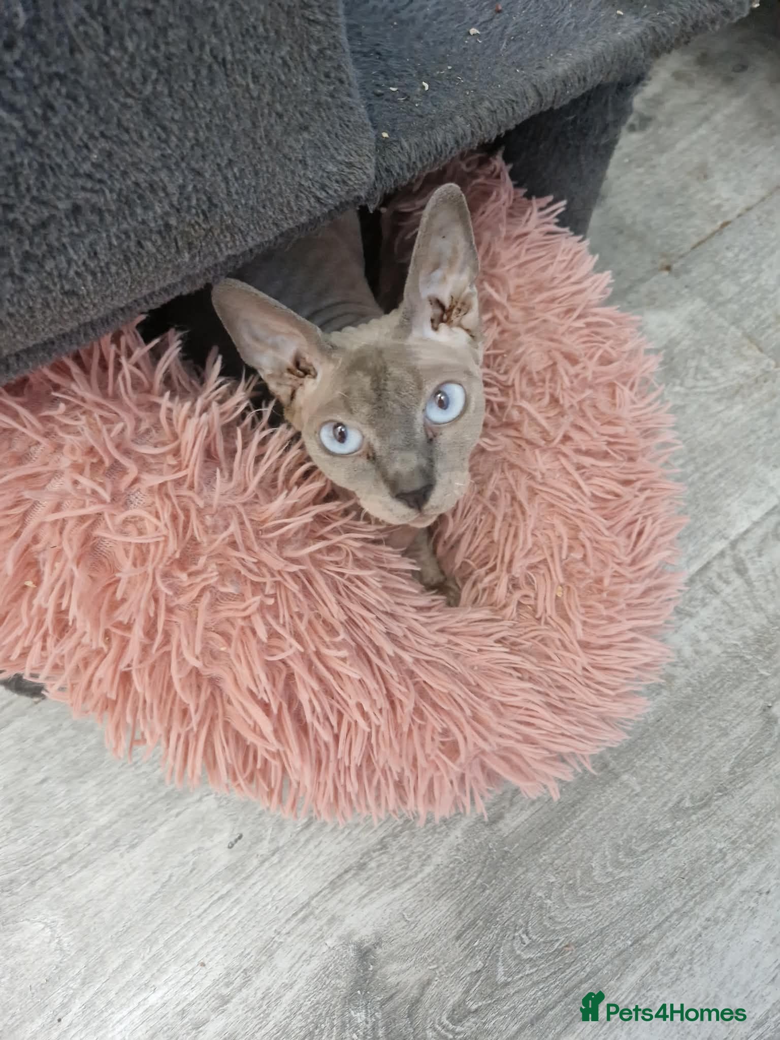 Sphynx cats Sphynx girl 2.5 y/o health tested - Advert 8