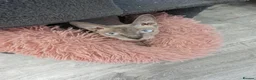 Sphynx cats for sale: Sphynx girl 2.5 y/o health tested - Advert 1
