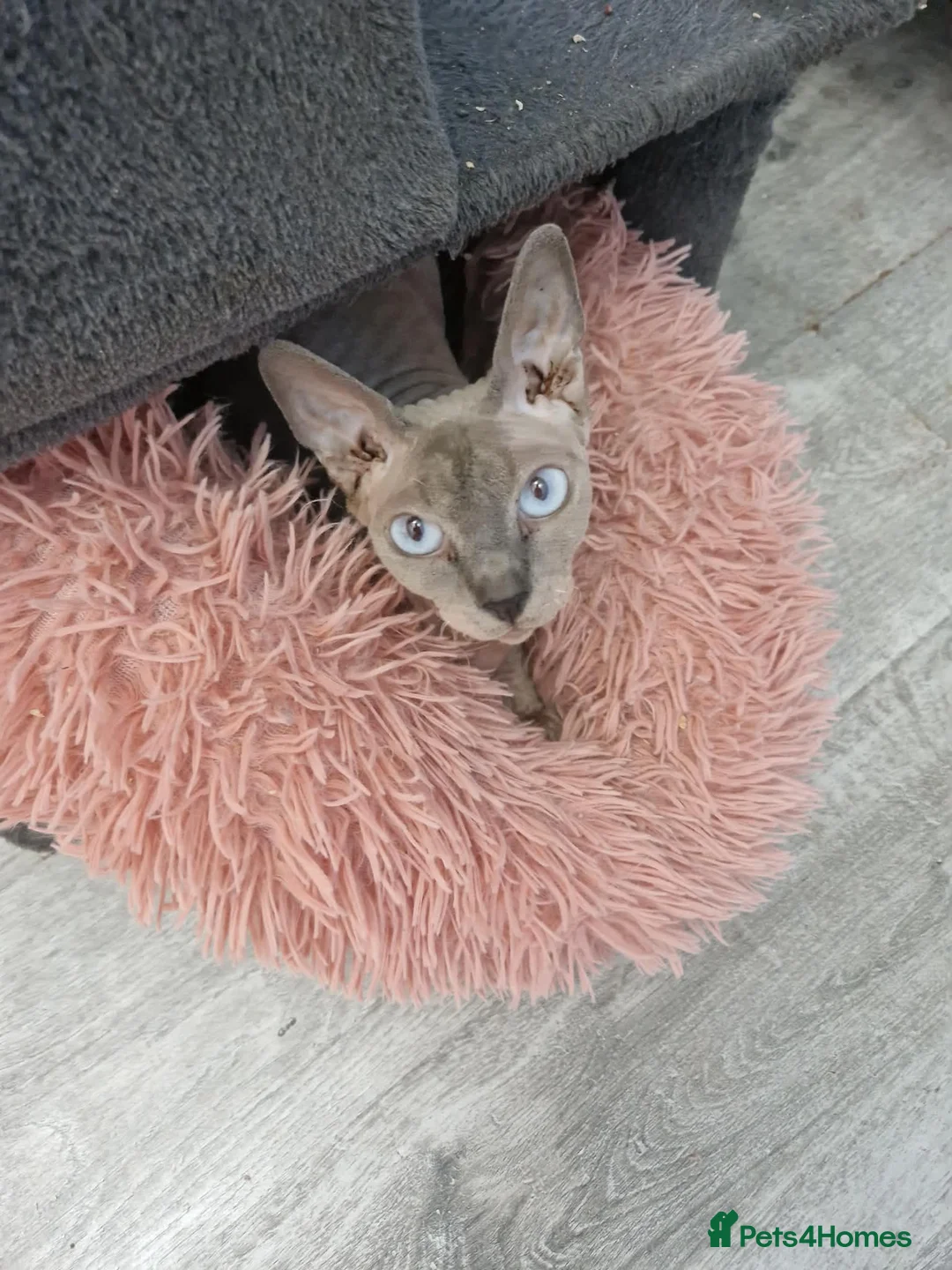Sphynx cats for sale: Sphynx girl 2.5 y/o health tested - Advert 1