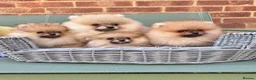 Pomeranian dogs for sale: 🔥Teddy🐻Small🏆Quality  - Advert 10