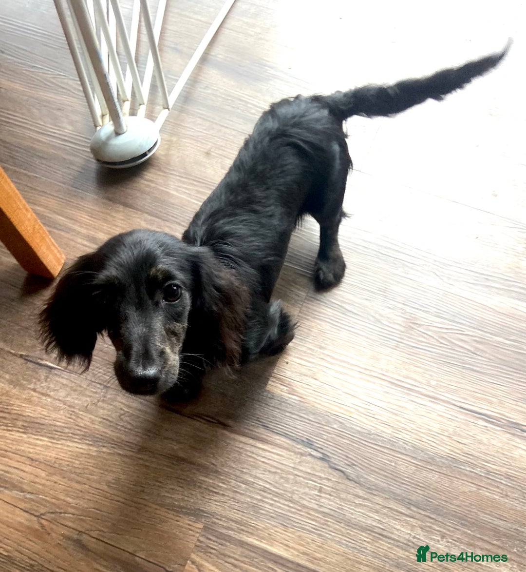 Miniature Dachshund dogs for sale: Adorable kc mini l/h  boy looking for his home .  - Image 36