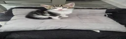 Mixed Breed cats for sale: Cute, Adorable kitten - Advert 8