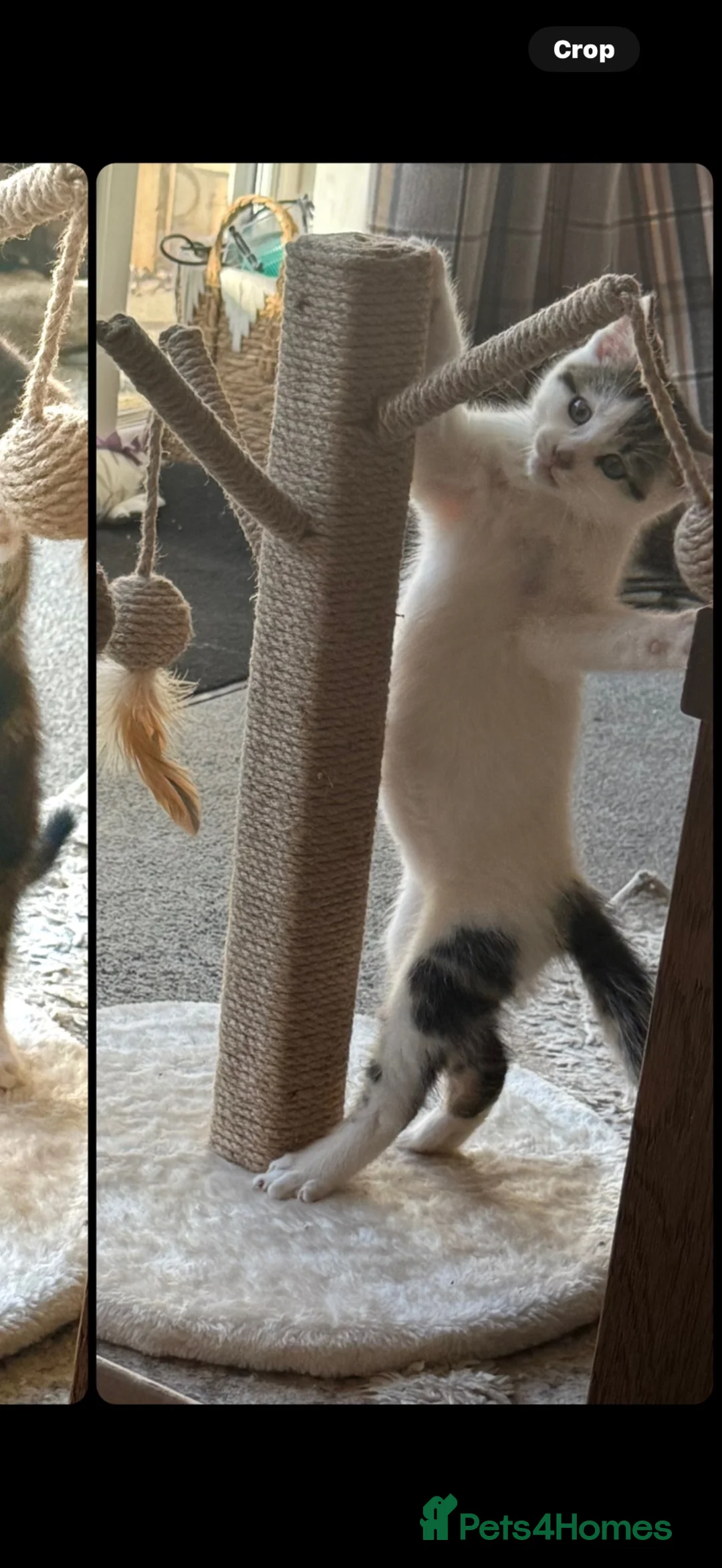 Mixed Breed cats for sale: Make kitten in Lincoln - Advert 2