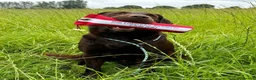 Labrador Retriever dogs for sale: Beautiful KC Chocolate Labs - Advert 13