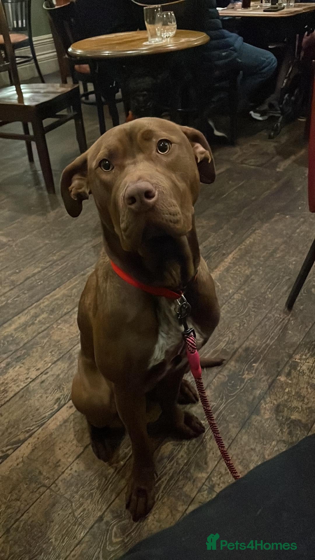 Mixed Breed dogs Suzie - Advert 1