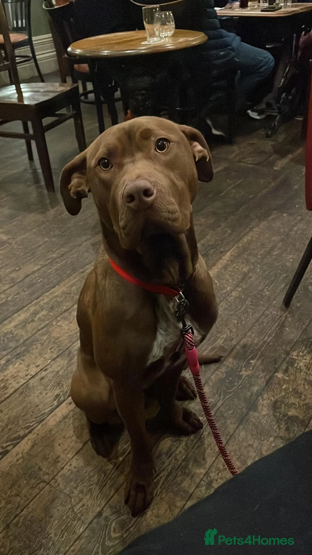 Mixed Breed dogs for sale: Suzie in Ashton-under-Lyne - Advert 1
