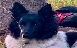 Welsh Corgi Cardigan dogs for adoption: BiBi – The Forgotten Soul Who Almost Lost her life - Image 2