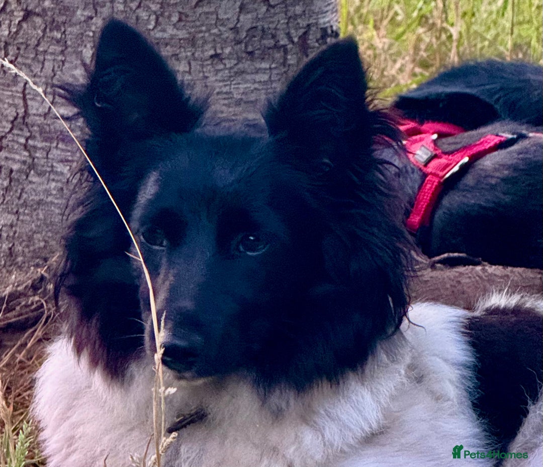 Welsh Corgi Cardigan dogs for adoption: BiBi – The Forgotten Soul Who Almost Lost her life - Image 2
