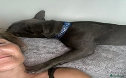 French Bulldog dogs for sale: 10 month Male French bulldog.  - Image 4