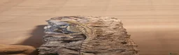 Bearded Dragon reptiles for sale: Baby Bearded dragons - Advert 13