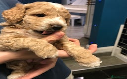 Cockapoo dogs for sale: 4 Beautiful female cockerpoos  - Image 18