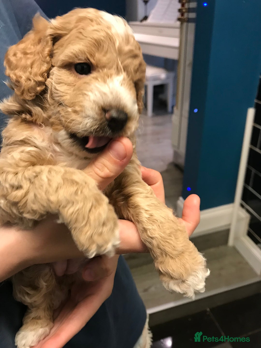 Cockapoo dogs for sale: 4 Beautiful female cockerpoos  - Image 18