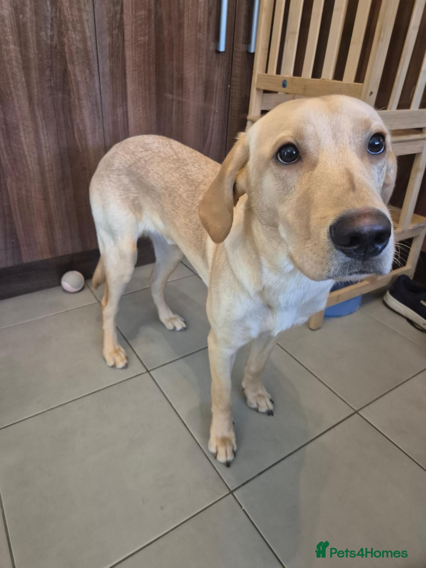 Labrador Retriever dogs 9mnth old male yellow labrador - Advert 2