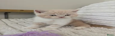 Cream bi female 