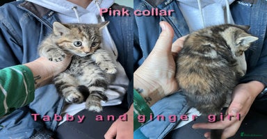 Mixed Breed cats 6 kittens for sale - Advert 4