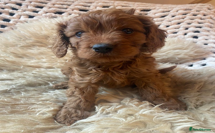 Cavapoo dogs F1 CAVAPOO BOY,READY NOW. - Advert 4