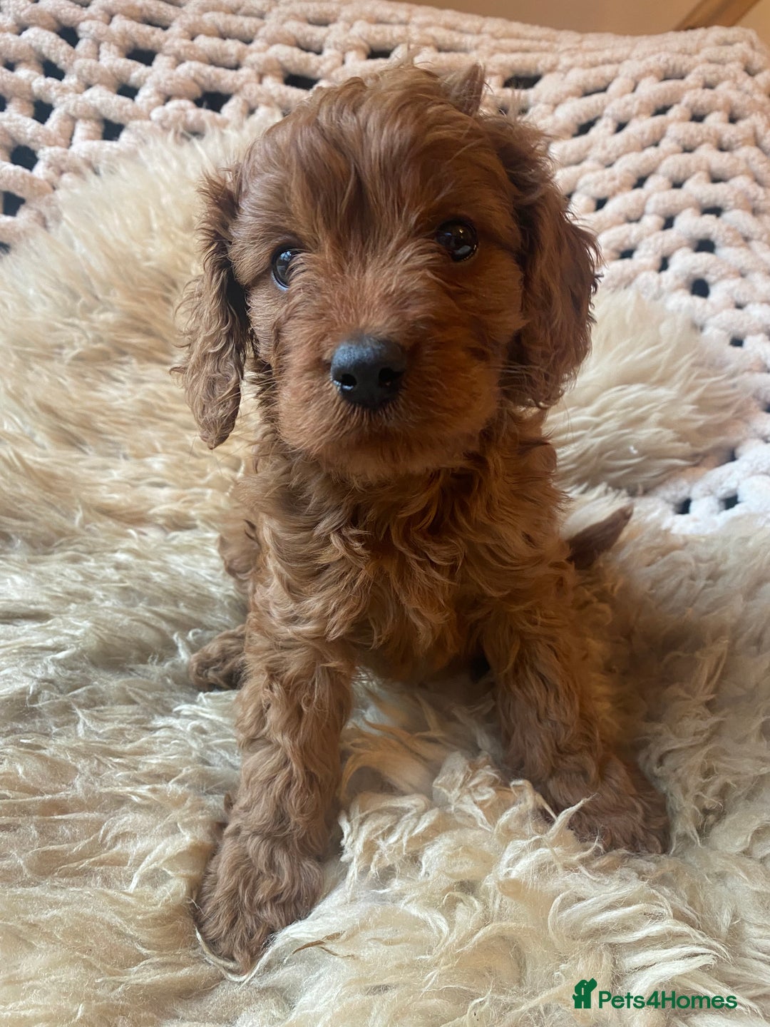 Cavapoo dogs for sale: F1 CAVAPOO BOY,READY NOW. - Advert 1