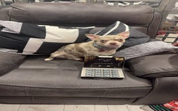 Chihuahua dogs for sale: Beautiful Chihuahua puppies - Image 9