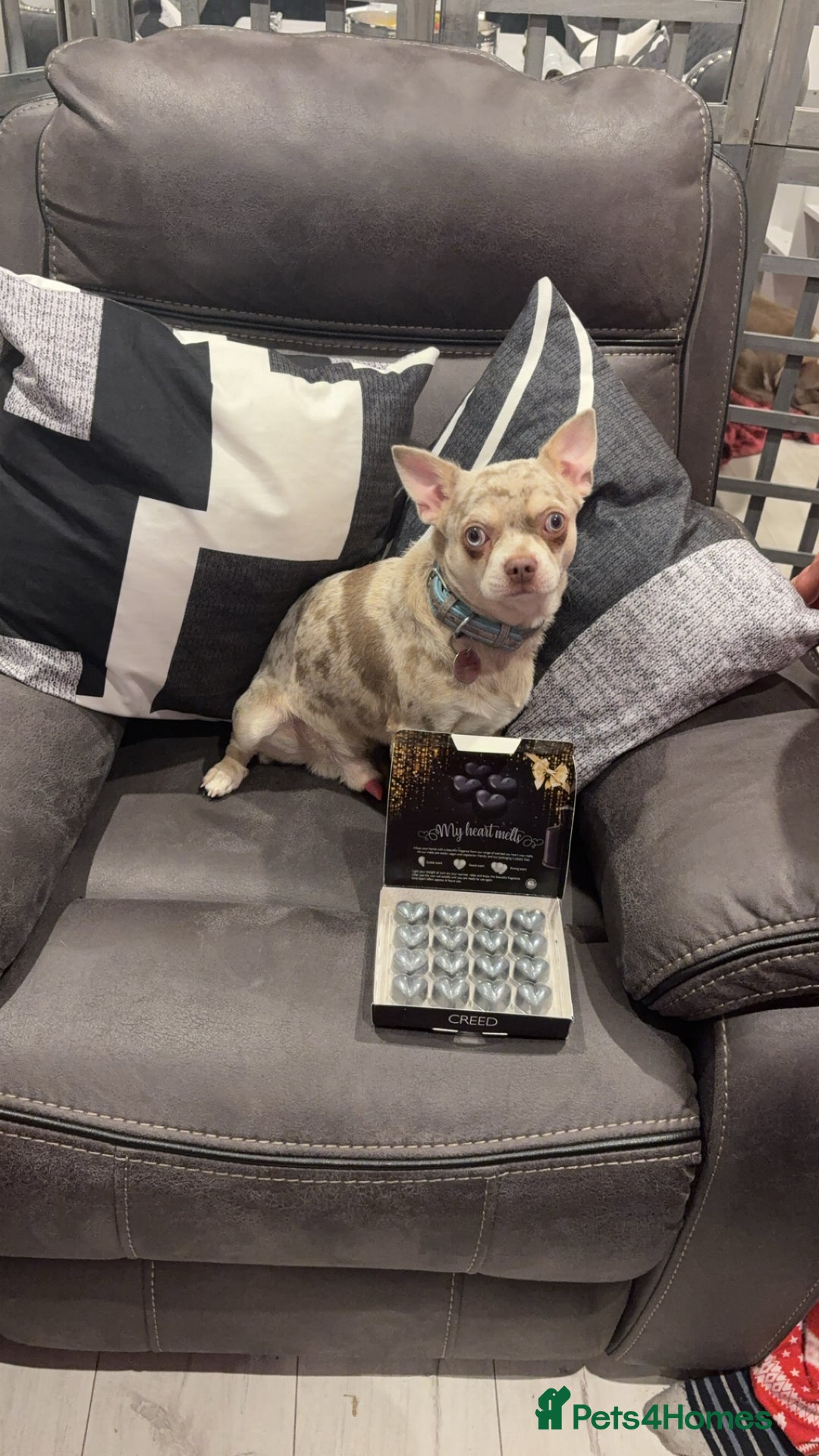 Chihuahua dogs for sale: Beautiful Chihuahua puppies - Image 9