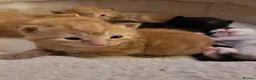 Domestic Shorthair cats for sale: 3 gorgeous Ginger Boys and one Black - Advert 14