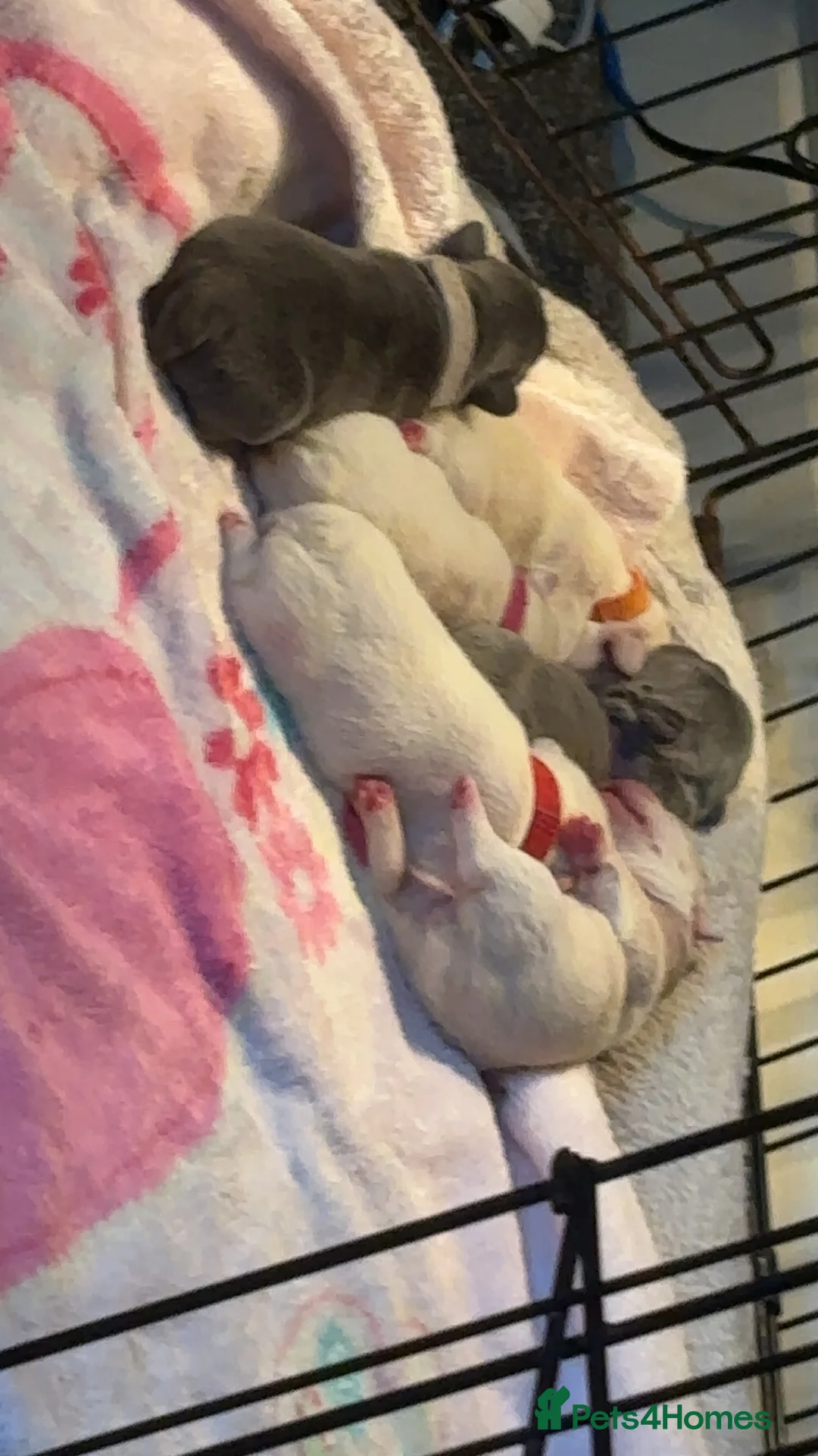 French Bulldog dogs for stud: Little boy proven stud - Advert 8