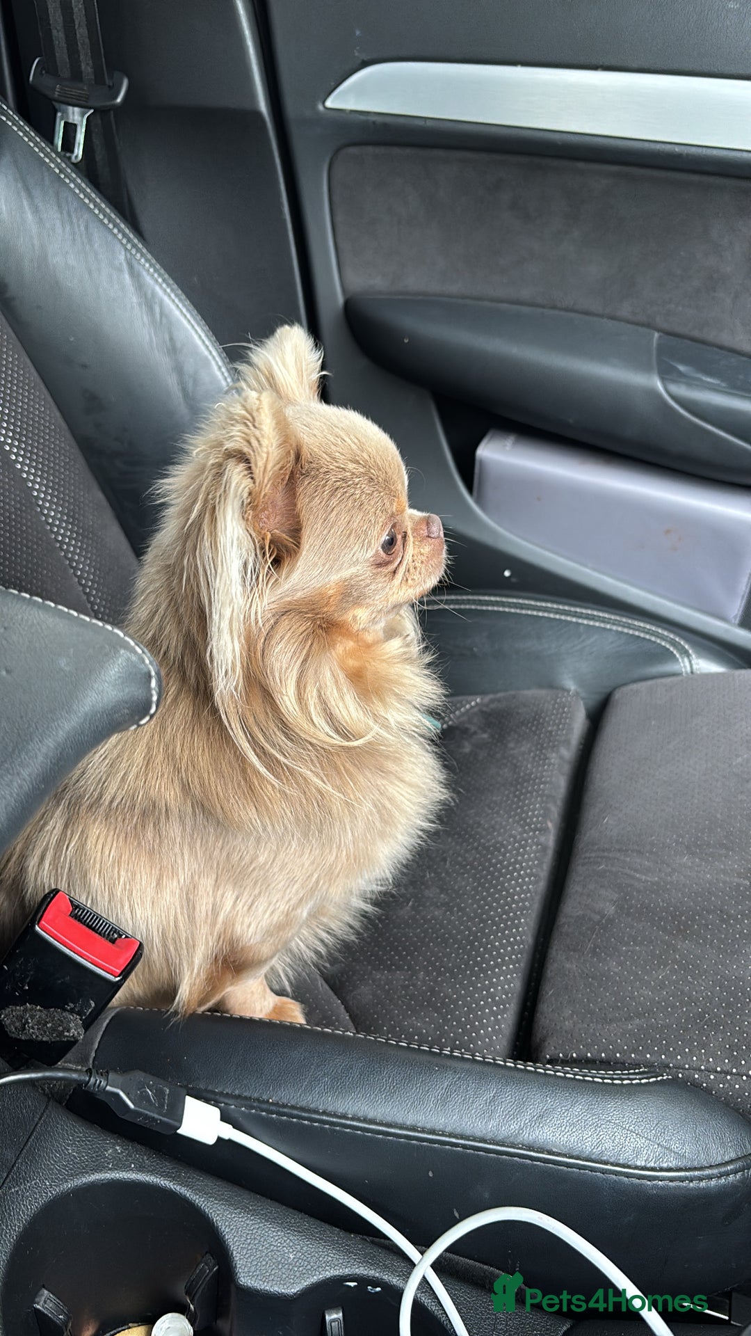 Chihuahua dogs for stud: Stunning Long haired chihuhua for stud - Advert 4